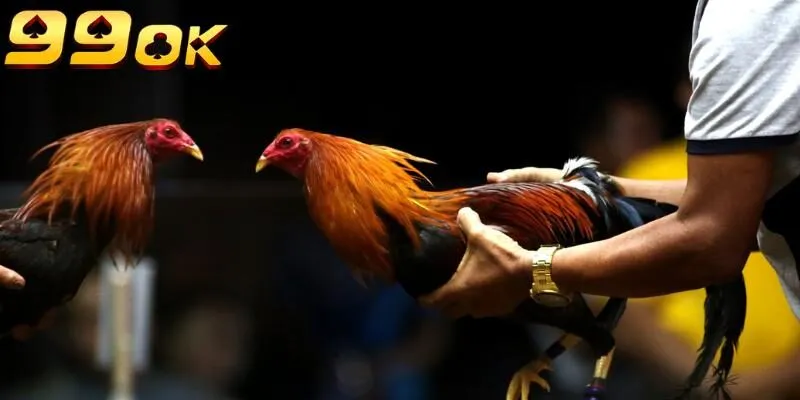 Bí quyết chăm gà đơn giản khi tập luyện đúng cách