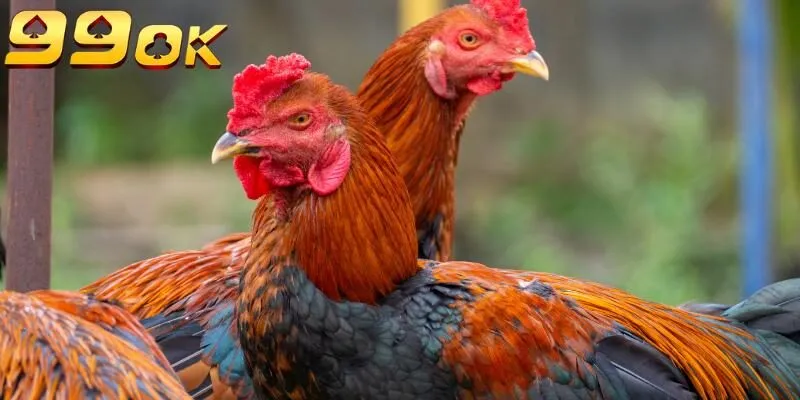 bí quyết chăm gà